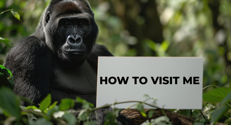 Gorilla Trekking Rules and Regulations Uganda, Rwanda