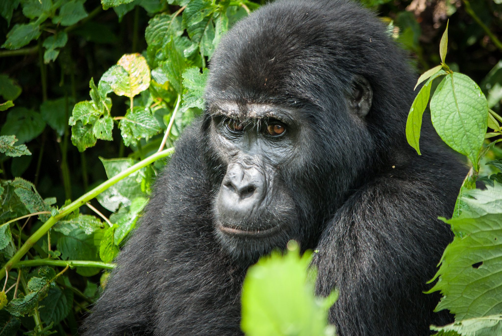 Gorilla Trekking in Rwanda