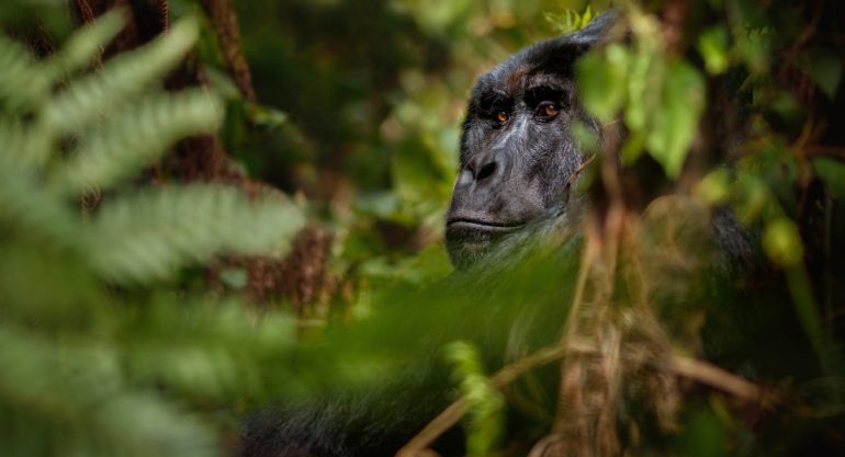 5 Days Uganda Wildlife and Gorillas