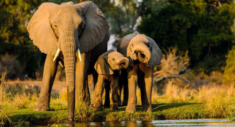 3 Days Wildlife Safari Queen Elizabeth National Park Uganda