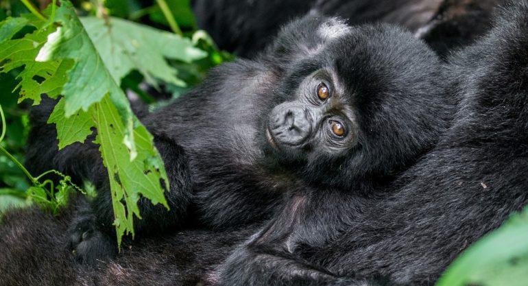 3 Day Gorilla Trekking Uganda