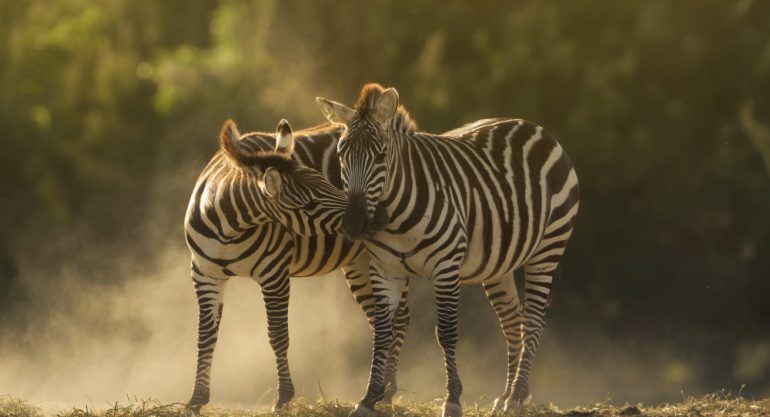 7 Days Wildlife and Primate Safari Uganda