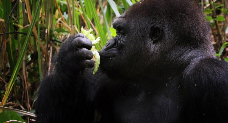 4 days Uganda Gorillas and Habituation