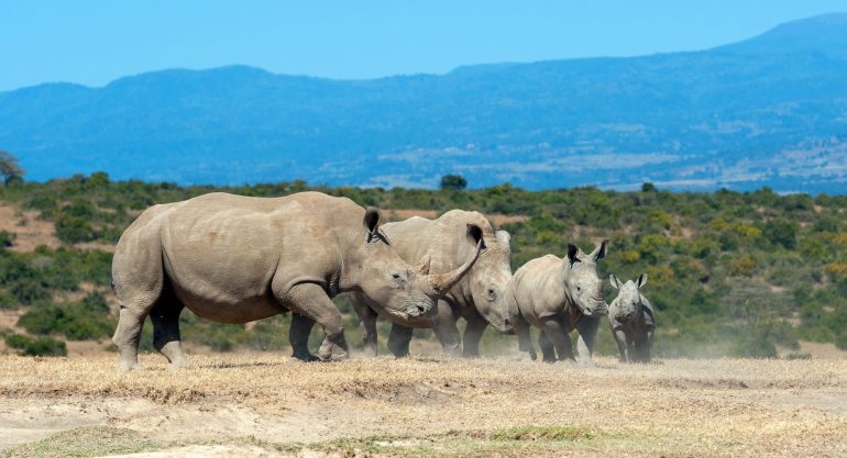 African Wildlife Safaris & The Big Five