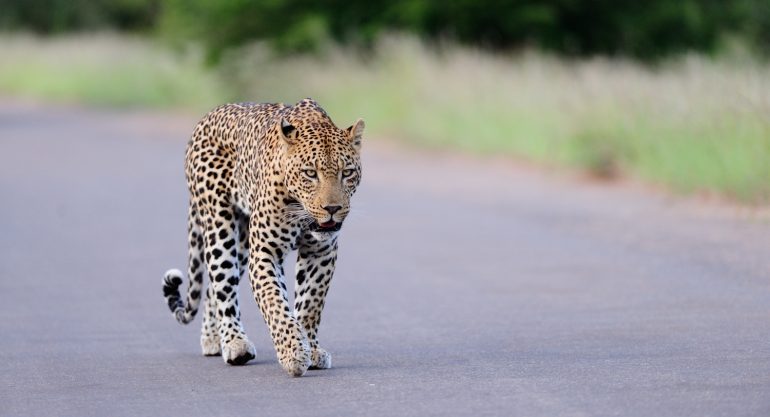 Budget Safaris in Africa