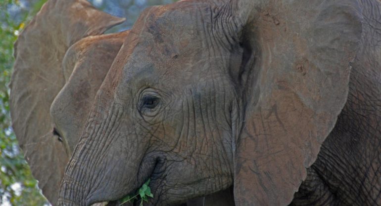 2 Days Amboseli National Park Safari