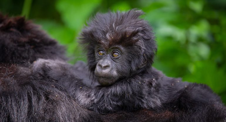1 Day Rwanda Gorilla Trekking Safari