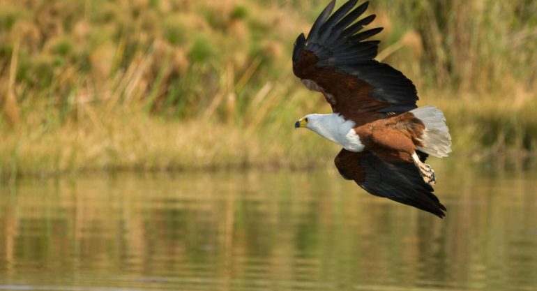 Birding in South Africa