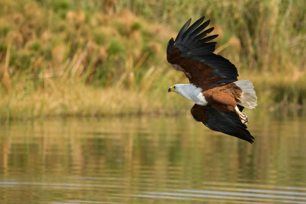 birding in south africa