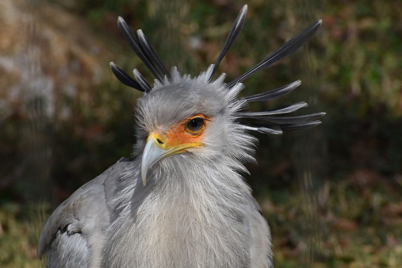 Birding in Tanzania