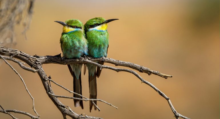 Birding in Kenya