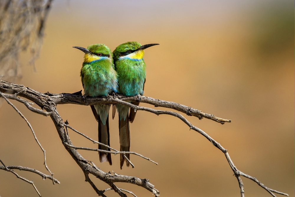 birding kenya