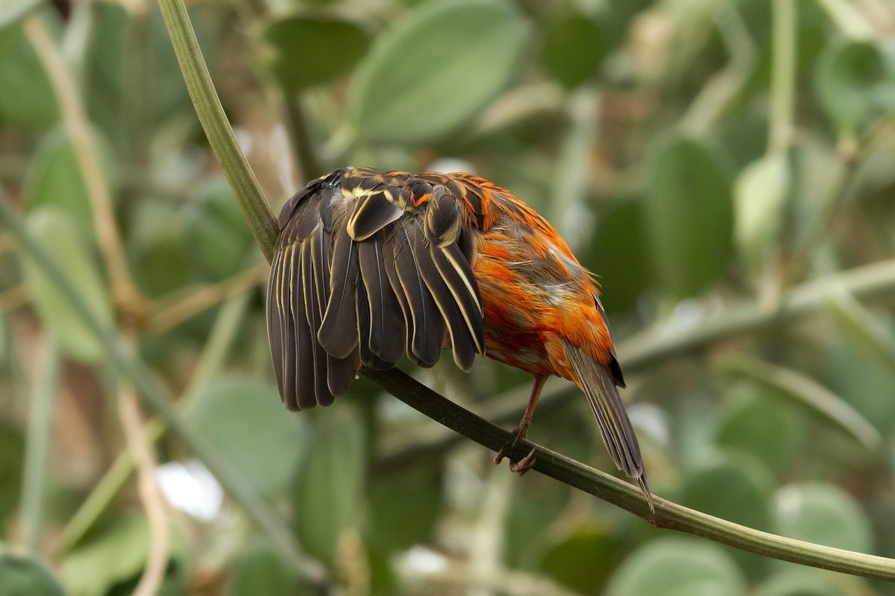 birding madagascar
