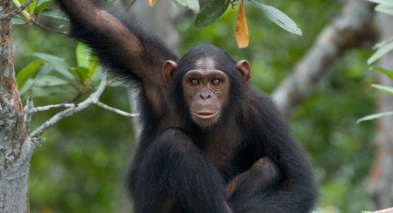 Best Destinations to See Primates in Africa
