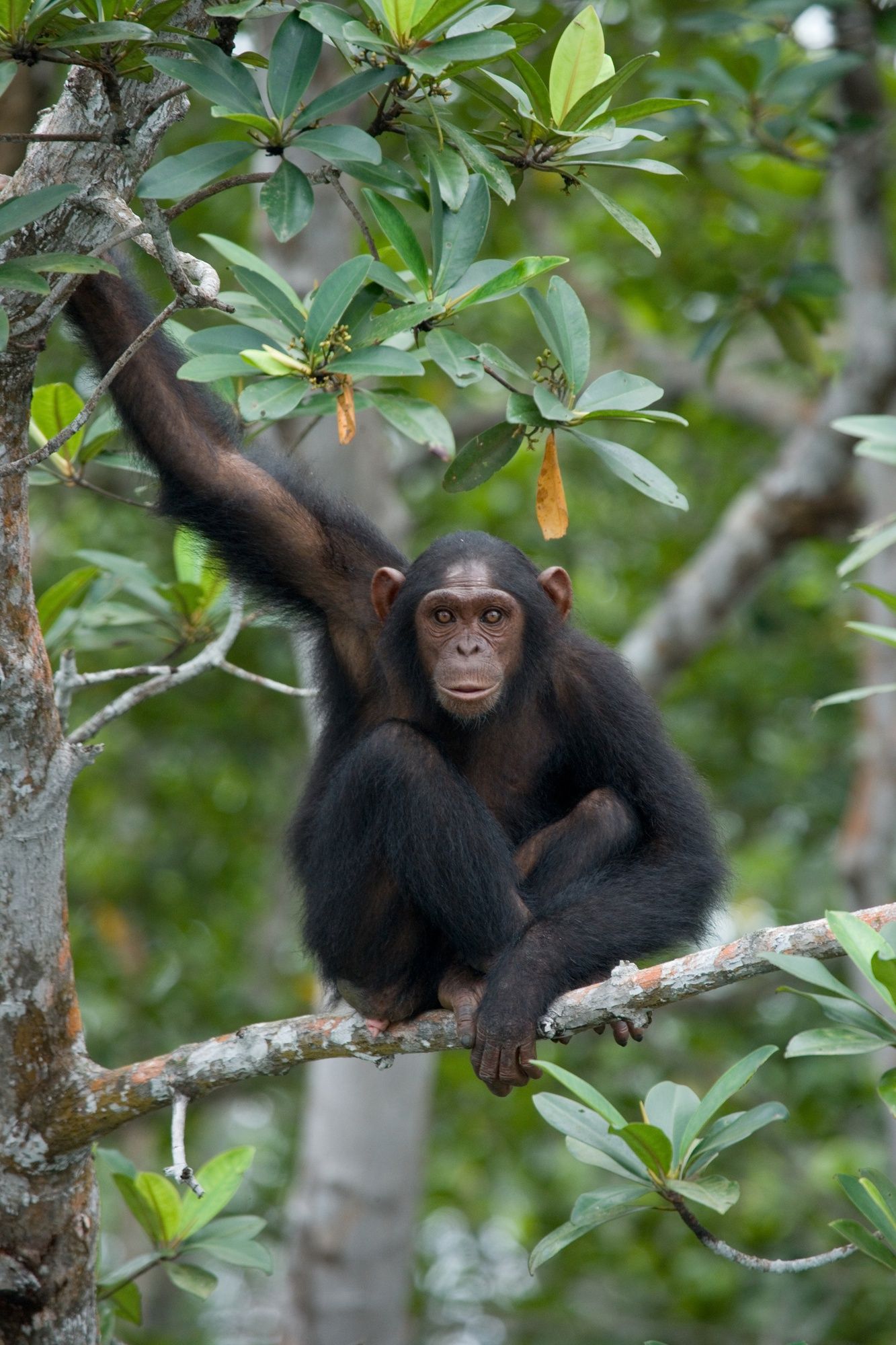 chimpanzee rwanda