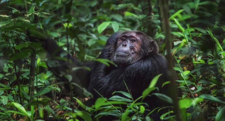 3 Days Uganda Chimpanzee Tracking