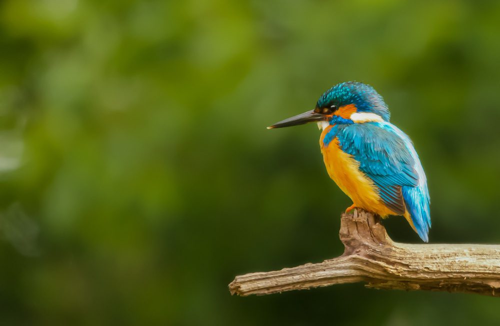 birding in rwanda