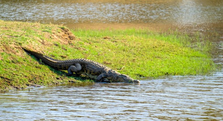 4 Days Uganda Gorilla and Wildlife Safari