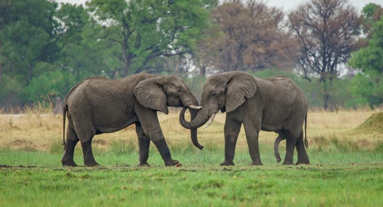 8 Days Uganda Safari, Wildlife, Gorillas