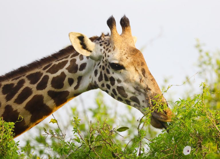 giraffe-safari-africa