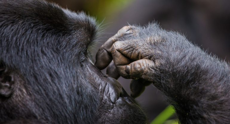 5 Days Uganda Primate Safari