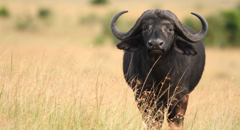 3 Days Kidepo Wildlife Safari