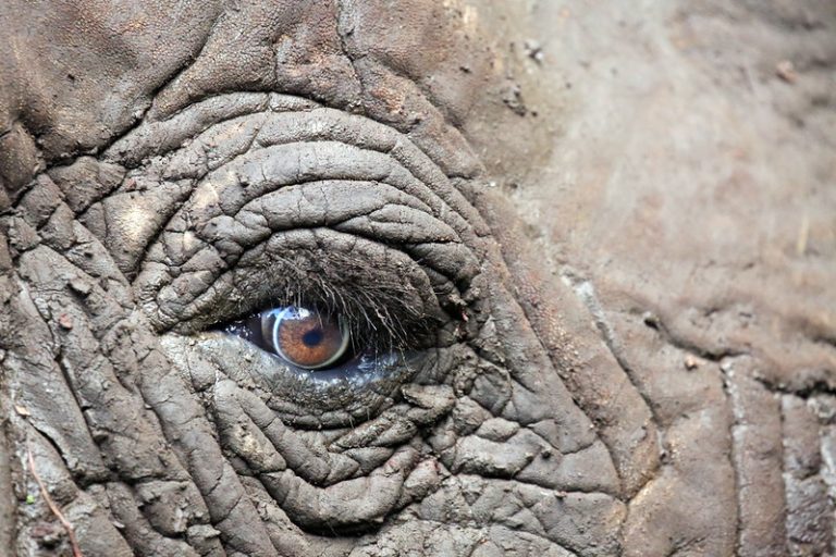 lake-manyara-safaris