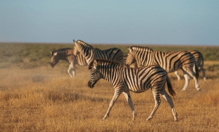 lake-manyara-safaris-zebra