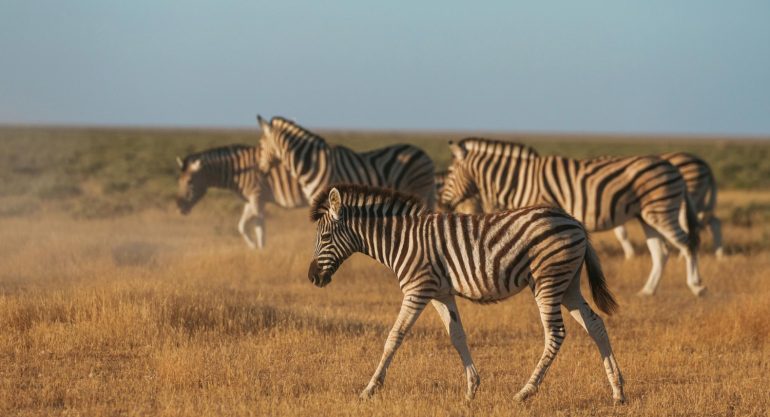6 Days Tanzania Safari, Wildlife and Culture