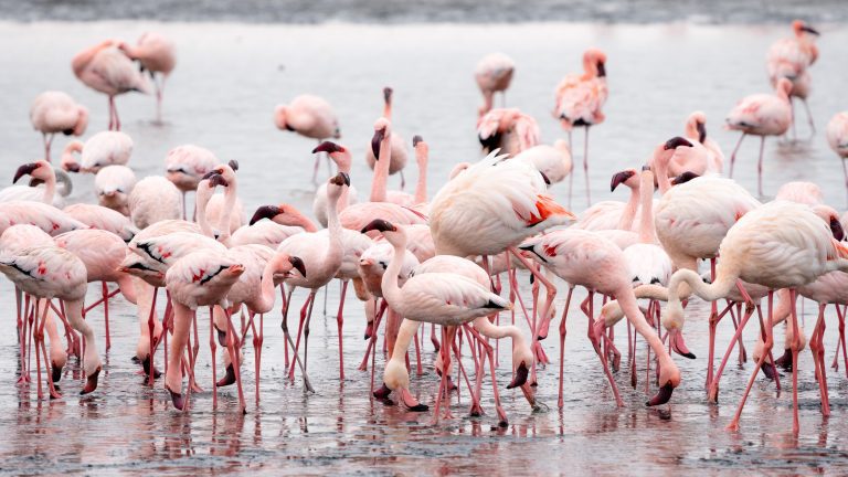 lake-nakuru-kenya