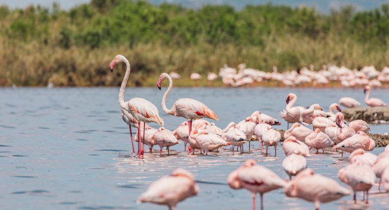2 Days Lake Nakuru Safari