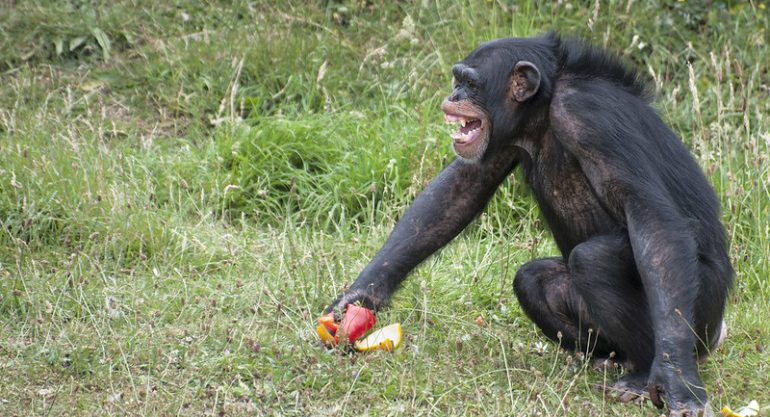 3 Days Ngamba Island Chimpanzee Tour