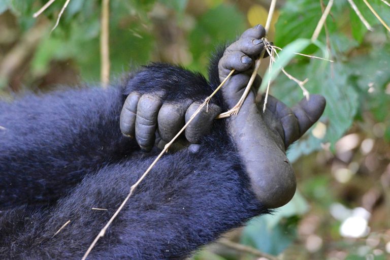 primates of rwanda