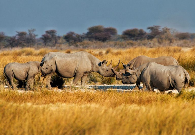 rhino-safaris-in-africa
