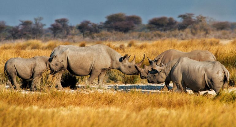 1 Day Rhino Tracking Tour Uganda