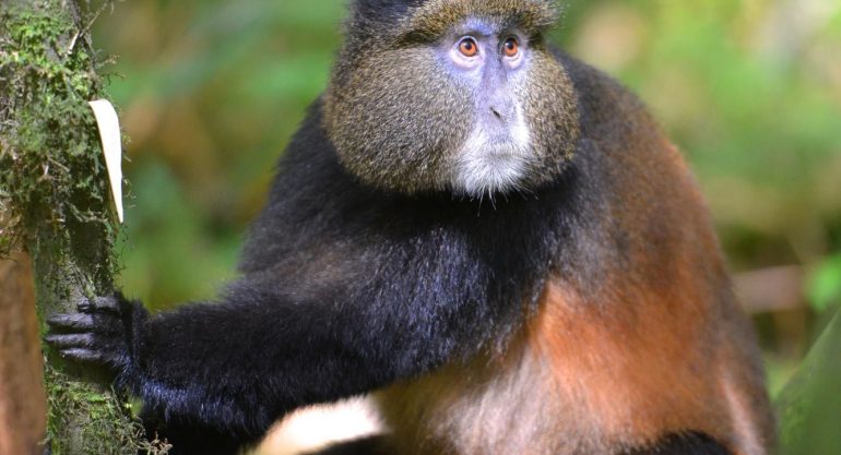 Golden Monkey Trekking in Africa