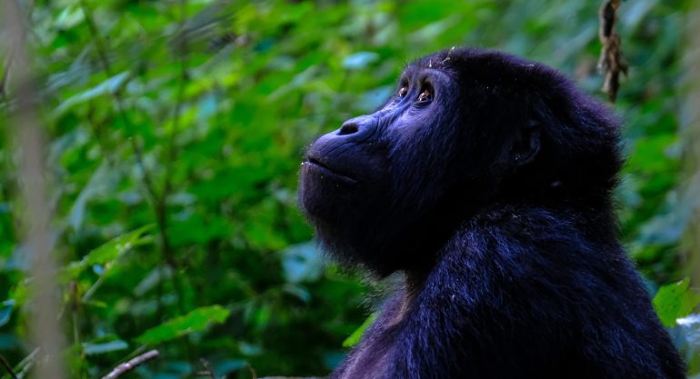 4 Days Gorilla Double Trekking Uganda