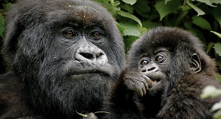 Gorilla Safaris in Africa
