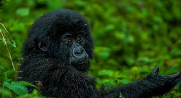 7 Days Uganda Wildlife and Primate Safari
