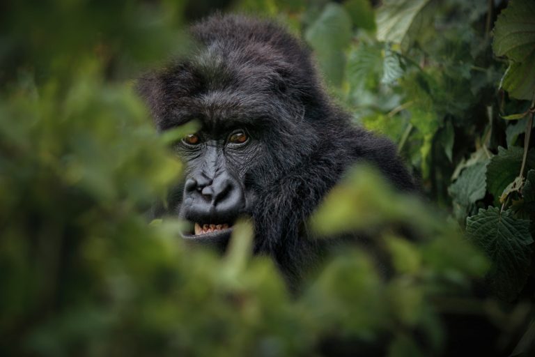 rwanda-primate-safari