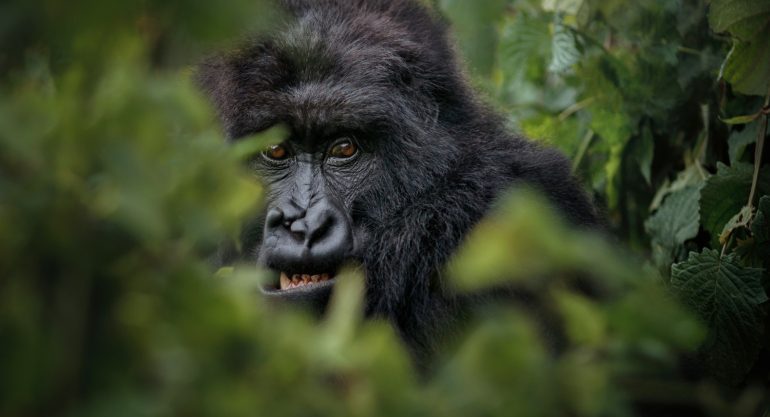 5 Days Rwanda Primate Safari