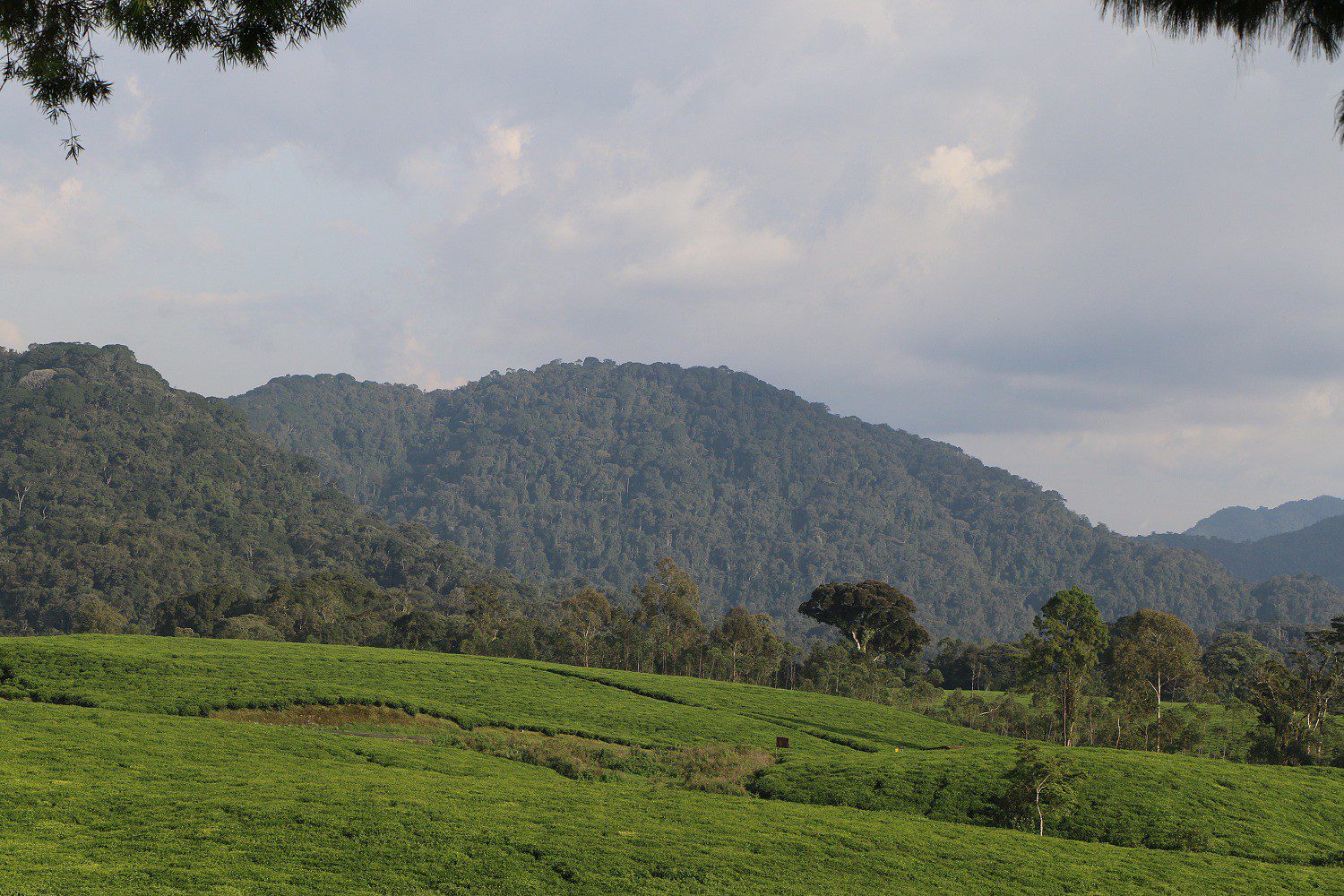 Rwanda Honeymoon Safaris