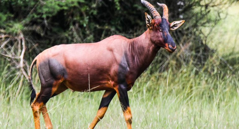 2 Days Rwanda Wildlife Safari