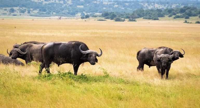 Akagera National Park, Rwanda Safari Park