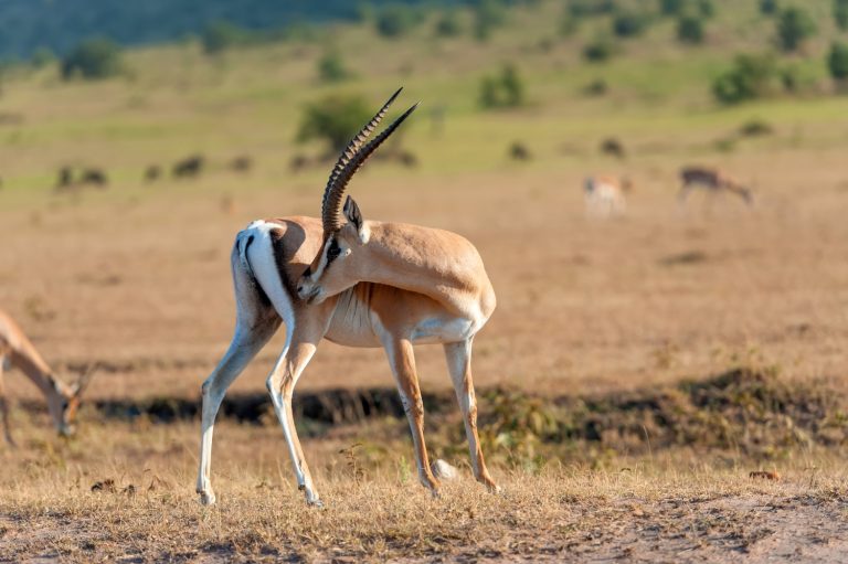 safari-tours-african