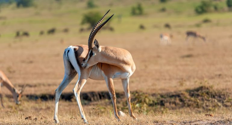 3 Days Amboseli National Park Safari Kenya