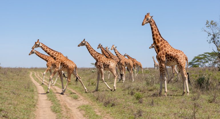 3 Days Akagera National Park Safari Rwanda