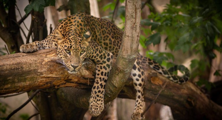 2 Days Serengeti Safari Tanzania