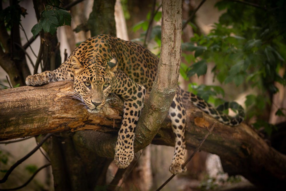 serengeti safaris africa