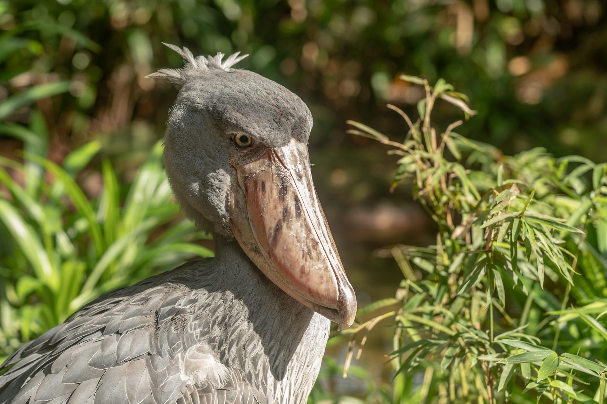 uganda bird watching safaris